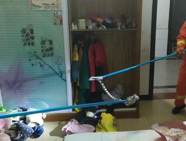 床头惊现银环蛇，剧毒多头蛇（湖北一男子被吓醒）