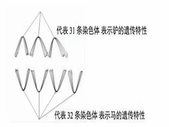 马和马怎么配对的全面的，马和马怎么配对（为何没人尝试牛马杂交来培育“小牛马”）