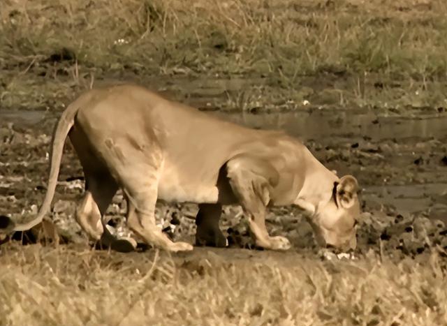 历史悠长的布须曼人，布须曼人的太阳传说（古老的布须曼人）