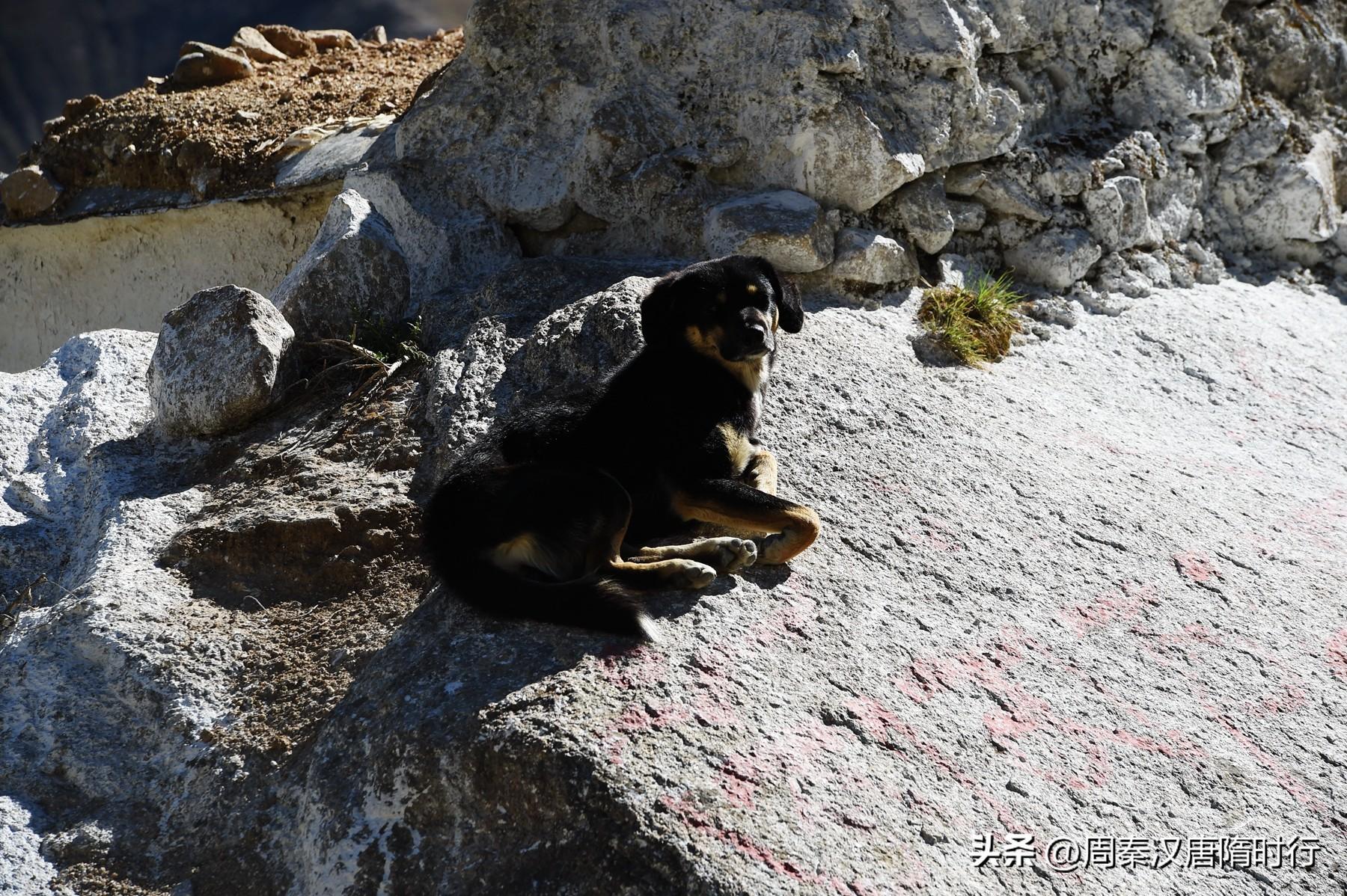 拉萨犬值多少钱 拉萨犬什么价格和图片