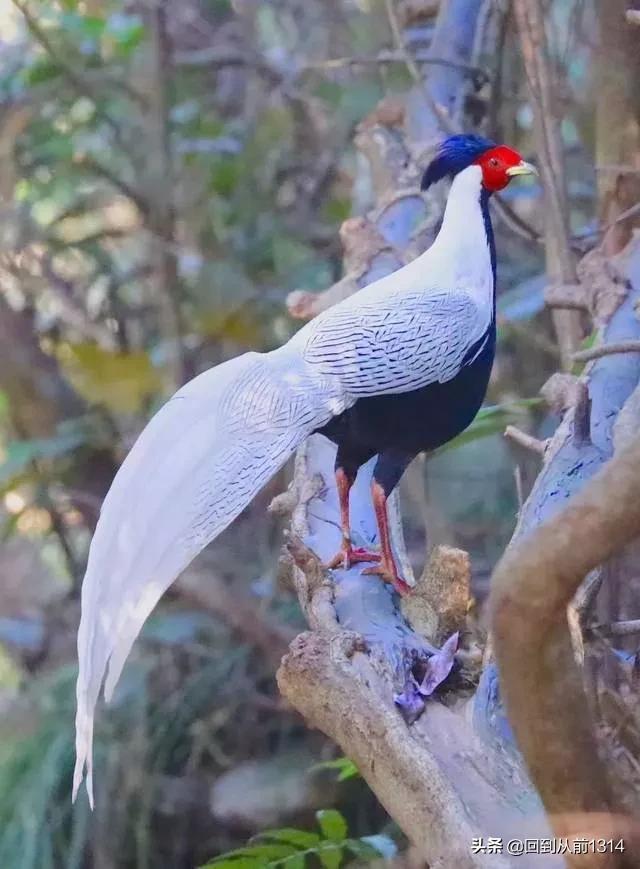 白娴鸟（白娴鸟图片，白娴鸟怎样的养殖（白鹇鸟唯美图片）