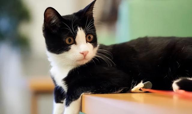 猫界最通人性的6种猫，最“通人性”的几种猫