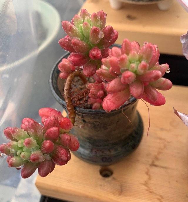 多肉植物怎么种植最合适，养多肉的3个“正确方法”