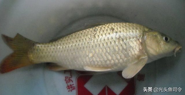 长江名贵鱼前十名，10大凶猛淡水鱼（我国保护的鱼类有87种）