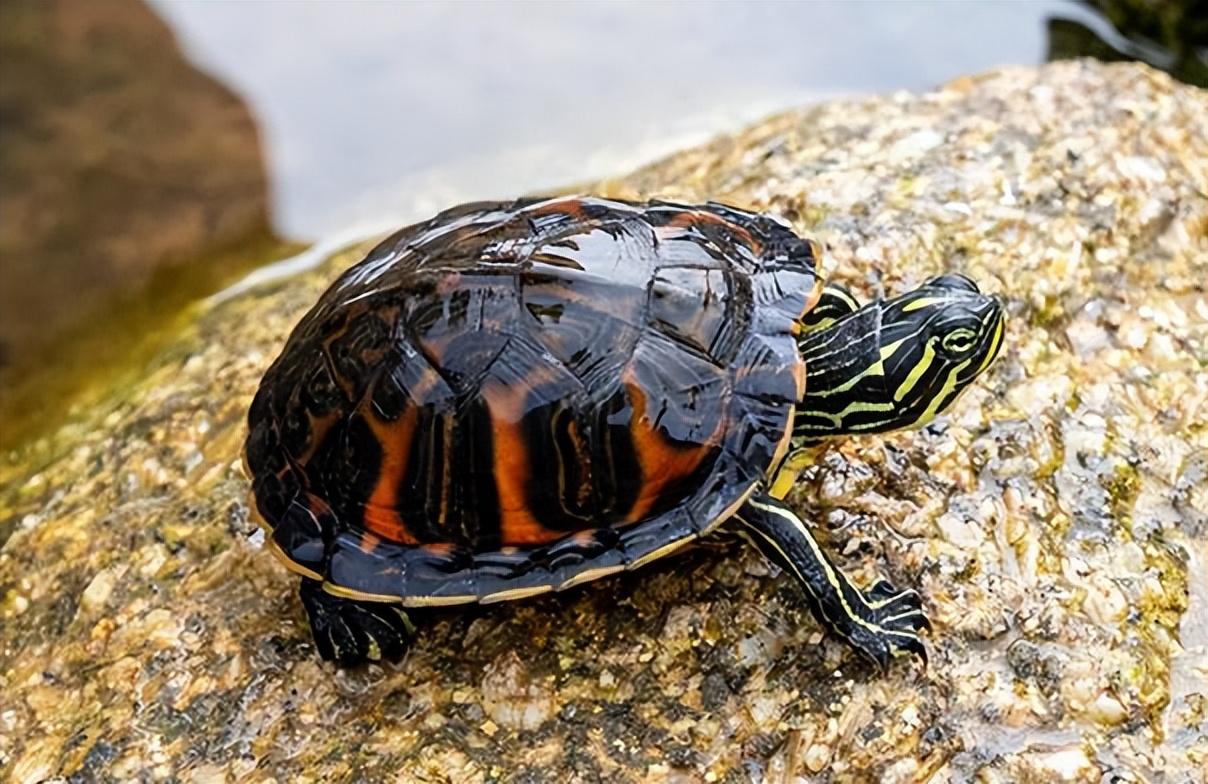 第二类,巴西脸龟类,比如红耳,黄耳,地图,火焰,甜甜圈,格兰德,锦龟等等