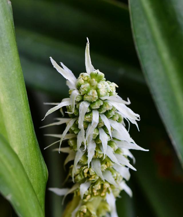 纸花怎么做简单又漂亮，怎么做简单又漂亮的纸花（小小的花朵）