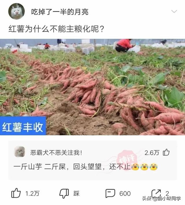 壁虎能长多大，为什么家里有壁虎一定要打死（“以为买了个壁虎）