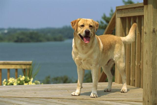 柴犬最便宜多少钱一只，柴犬多少钱一只（盘点狗狗的“最新”价格表）