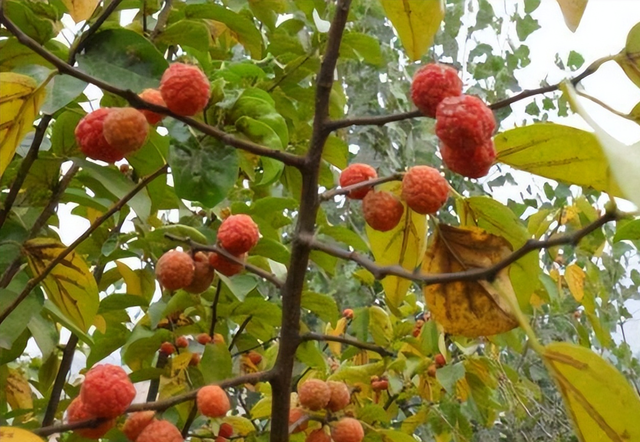 柘树种植前景怎么样，柘树种植前景怎么样啊（它有较好的园林绿化价值）