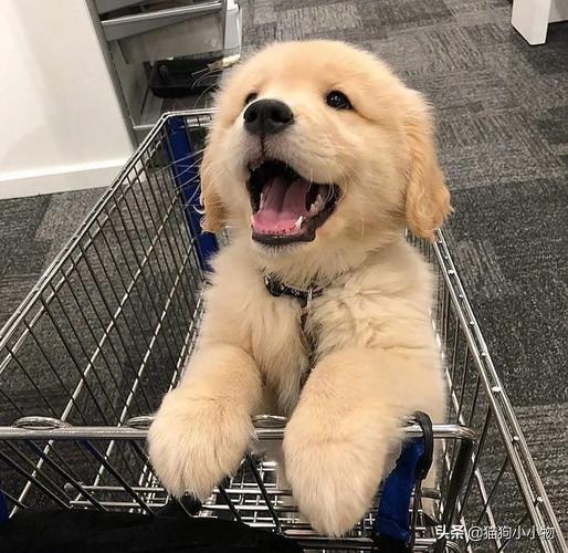 狗狗教什么意思，狗狗教是什么意思（圣火“喵喵教”PK光明“狗狗教”）