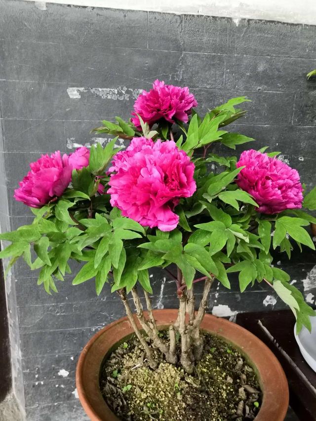 牡丹花简介，圣代牡丹花简介（有“3怕”要避开）