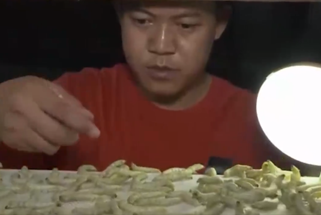 蚕茧价格多少一斤2020，蚕茧价格（他靠养蚕致富，年收入将近千万）