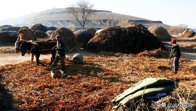 草木灰是什么肥料，草木灰是什么（农村人可能比专家更了解）