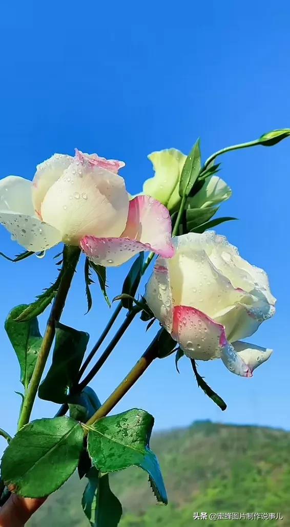 莺歌燕舞是什么季节，柳绿花红莺歌燕舞是什么季节（百花争艳的季节）