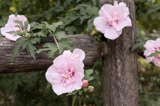 西洋接骨木的习性和用途详解，西洋接骨木的功效（40种适合庭院花园的常见灌木植物）