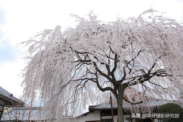 校正和矫正的区别，纠正匡正改正校正各个词的意思纠正匡正改正校正分别解释（如何使用白平衡功能渲染色彩）