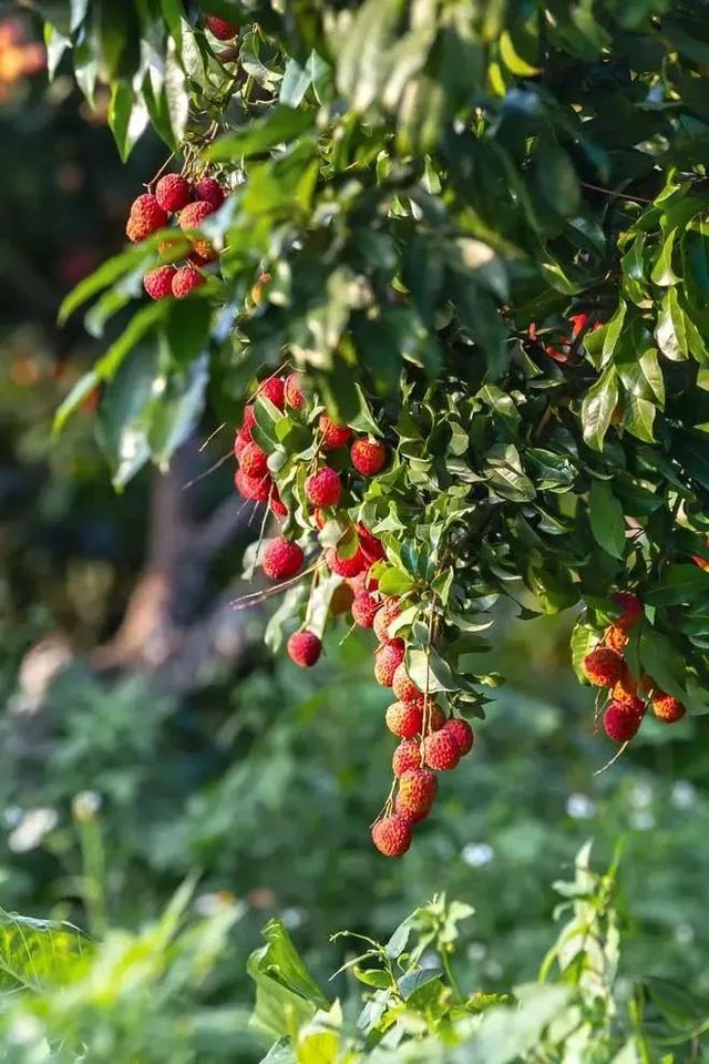 妃子笑和荔枝的区别，贵妃荔枝和妃子笑是一种吗（高阶玩家是怎样卖荔枝的）