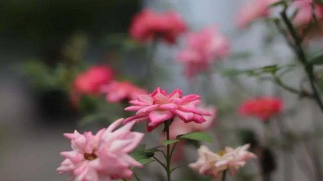 月季花语，月季花花语及寓意（月季花与玫瑰花的区别）