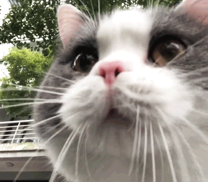 猫唇是什么唇形，猫唇是什么样子的（猫咪舔嘴就是嘴馋）