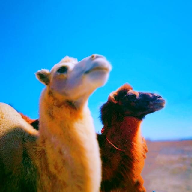 非洲的气温大多在多少度，非洲的平均气温在多少度以上（却仍有一群人在此生存）