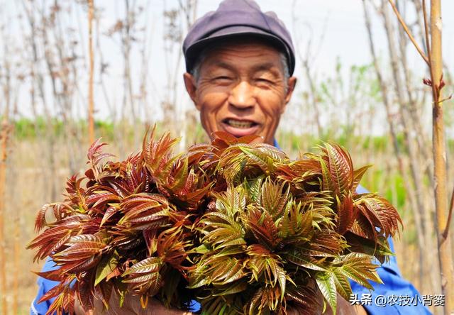 香椿芽的种植方法，从播种育苗到管理采收