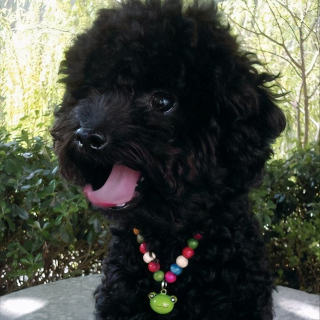 黑色贵宾犬图片，黑色贵宾犬价格（“贵宾犬”毛色大盘点）