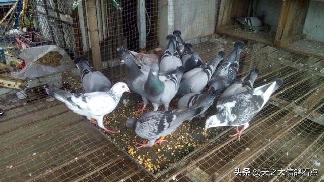 信鸽的饲养与训练，信鸽的饲养与训练书籍（信鸽饲养管理方法）