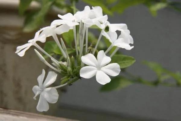 冬天开的白花有哪些，冬天开的白花有哪些品种（白雪花虽然名气不及蓝雪花）