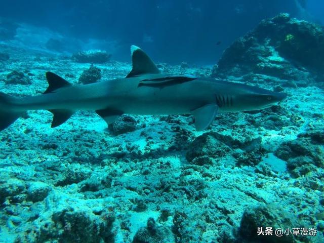 有海的地方哪个比较适合旅游，海边去哪里旅游最好（海岛旅行度假首选）