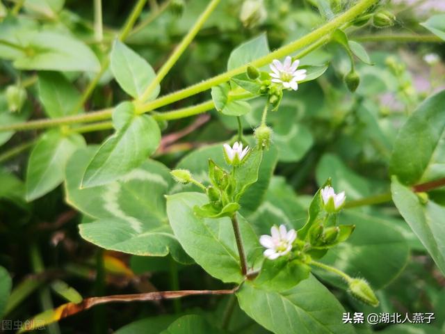 野菜的种类有哪些，野菜都有什么种类（教你认识不同的野菜和吃法）