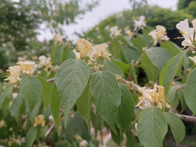 忍冬和金银花的区别，金银花的功效与作用有哪些（忍冬有什么特点）