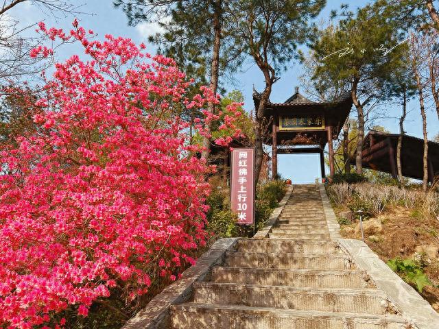 武汉黄陂发现“网红佛手”，藏在4A景区内，据说好多游客会来打卡