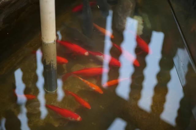 武义清水湾沁温泉，武义清水湾温泉度假村好吗（这个鲜有人知的绝美小村庄）