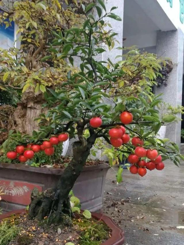 长寿花花语象征与寓意，长寿花的寓意和象征意义（“寿命长”的10种花）