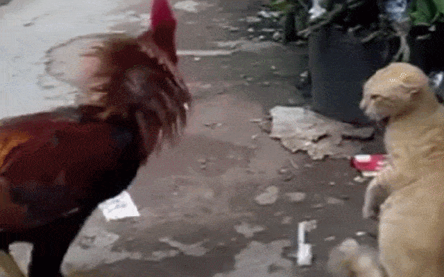 不如自挂东南枝（网友拼接的奇葩诗词）