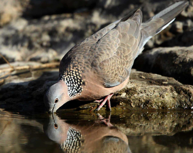 关关雎鸠是成语吗，“关关雎鸠”（为何说吃它的肉会有很大的危害）