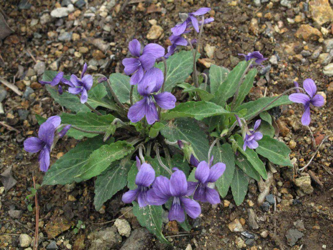 紫花地丁和犁头草是一个植物吗(野草紫花地丁图片大全) 