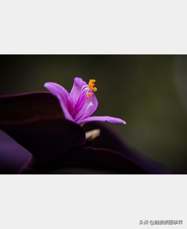 高光质感背景图，高清高级感背景图（若有这6个错误的深色背景照片）