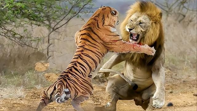 狮子是什么王?森林之王，狮子是什么王（狮子如果碰见了老虎）