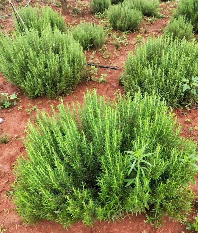 迷迭香的养殖方法和注意事项，迷迭香养殖方法与技巧（能长成小树）