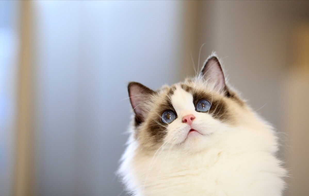 布偶猫的耳朵为白色或尾巴尖为白色说明是失格的,因此繁育人遇见这样