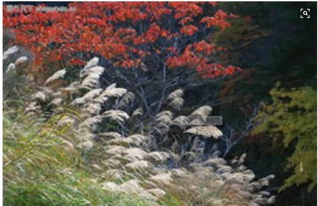 人类的四种基本情绪包括哪些，人的基本情绪有哪四种（情感）