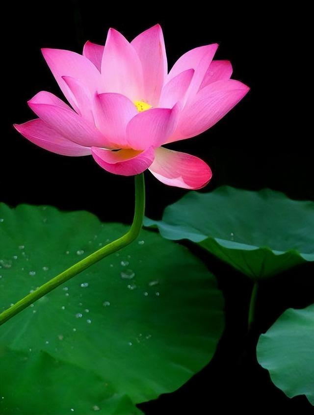 温暖人生的哲理句子，温暖人生的哲理句子简短（触动人心的哲理语录）