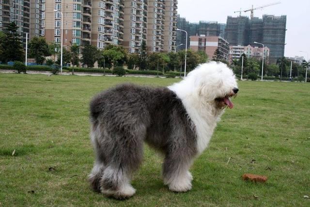 英国古代牧羊犬优缺点，我再也不会养“英国古代牧羊犬”了
