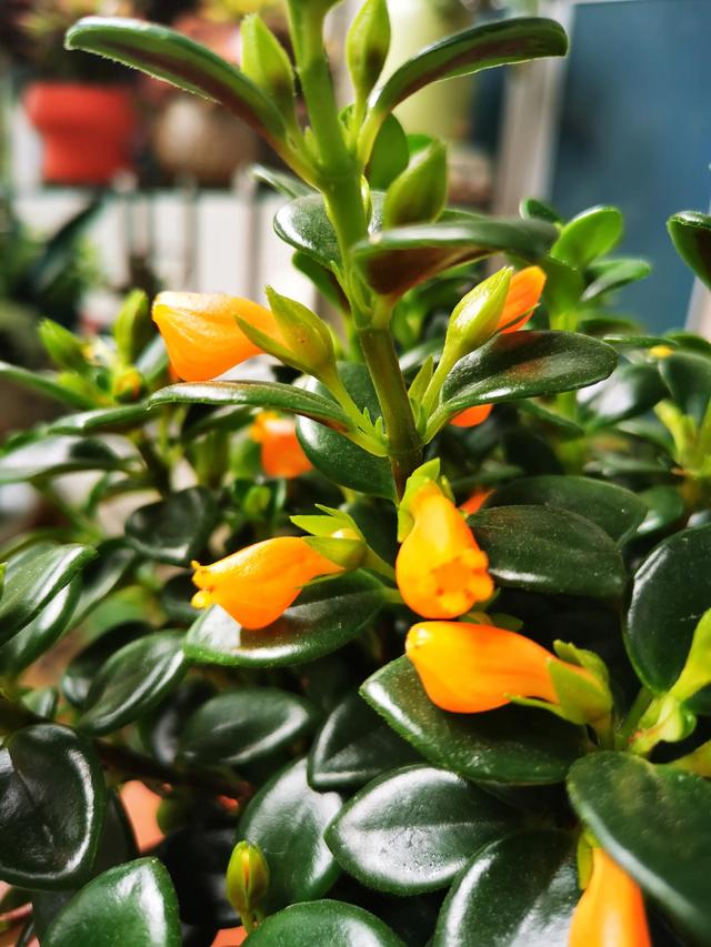 小金鱼花怎么养长得好,小金鱼花怎么养(金鱼花的养殖方法)