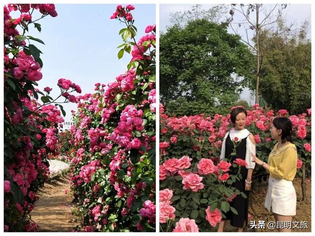 市花和市树是什么，杭州的市树和市花是什么（昆明400亩网红月季花海）
