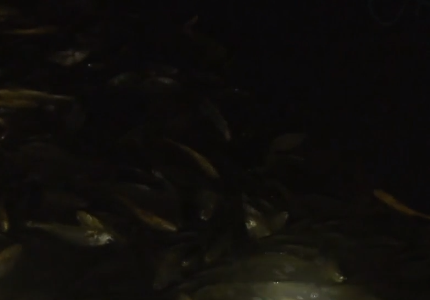 卖金鱼好赚吗，金鱼生意怎么样（别人不支持他偏要瞎折腾）