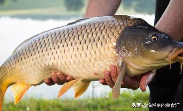 鳊鱼刺多吗，鳊鱼和鲈鱼哪个营养价值更高（鱼贩：不是行家就是吃货）