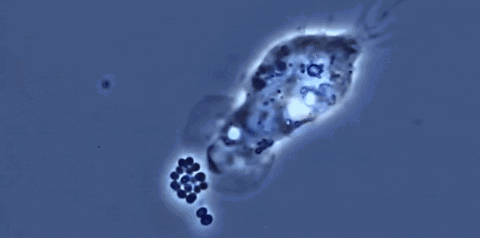 原核细胞都是单细胞生物吗，病毒是单细胞生物吗（而新发现的这种细菌却可以长到2cm）