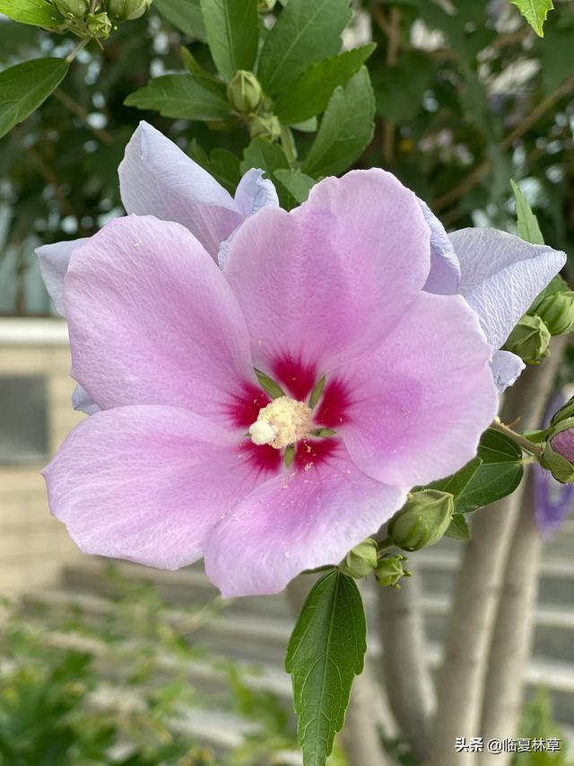 木槿花开唯美诗句，朝开暮落话枯荣